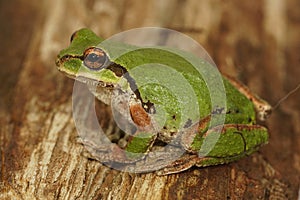 Closeup of a green Pacific treefrog , Pseudacris regilla in Oreg