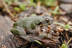 Closeup on a green Pacific treefrog, Pseudacris regilla in rainy clouded weather