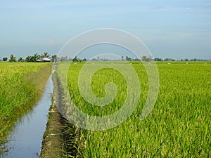 Closeup of green paddy field at Kuala Selangor, Malaysia. Selective focus and crop fragment.
