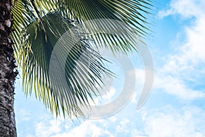 Closeup on green palm tree leaf on beautiful . Coconut Palm tree with blue sky,beautiful tropical background. Coconut palm tree