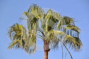 Closeup of green palm tree leaves sunlit