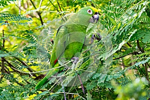 Closeup of Green Parrot with beak open eating seeds in a tree in a tropical garden