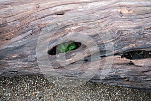 Closeup of a green plant growing inside of a hollowing trunk in a forest