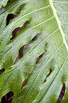 Closeup Of Green Plant Leaf Covered In Fine Rain Droplets