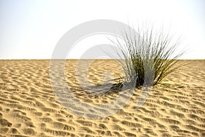 Closeup of green plant and sand dunes in Al Qudra desert, Dubai, United Arab Emirates photo