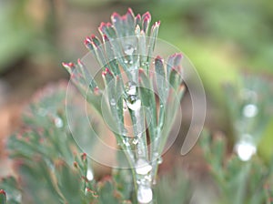 Closeup green plant with water drops with soft focus for background and blurred background ,macro image ,abstract background