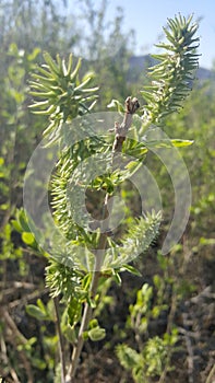 Closeup of green plants