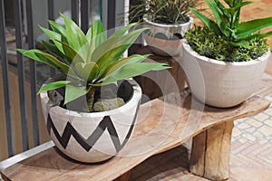 closeup green plants in black and white clay pots on a wooden chair on floor