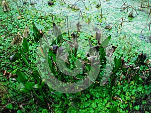 Closeup of green plants in the pond of wetlands park