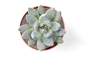 Closeup of a green potted plant succulent flower. Leaves and petals. The concept of a flower shop.