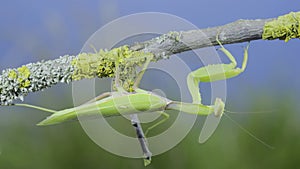 Closeup of Green praying mantis hangs under tree branch on green grass and blue sky background. Transcaucasian tree mantis