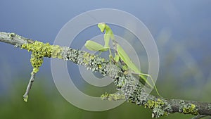 Closeup of Green praying mantis sits on tree branch on green grass and blue sky background. Transcaucasian tree mantis Hierodula