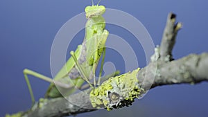 Closeup of Green praying mantis sits on tree branch on green grass and blue sky background. Transcaucasian tree mantis Hierodula