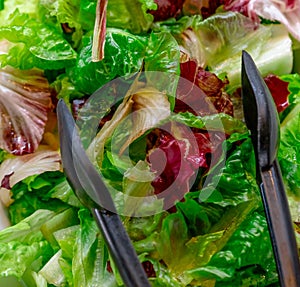 Closeup green and purple lettuce. Salad bar buffet at restaurant. Fresh salad bar buffet for lunch or dinner. Healthy food. Fresh