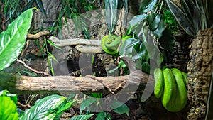 Closeup of a green Python in the terrarium