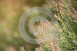 Closeup green and red leaf in garden