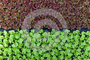 Closeup Green and Red oak leaf lettuce