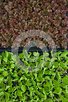 Closeup Green and Red oak leaf lettuce