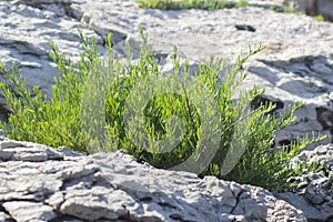 Closeup of green richs seepweed growing in stones