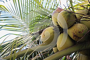 Closeup of green round unripe coconuts on the tree