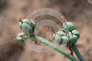 Closeup of green sea daffodil bud ready to blossom