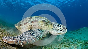Closeup of a green sea turtle
