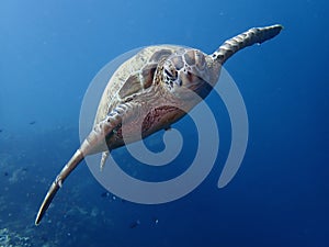 Closeup with the Green Sea Turtle during a leisure dive in Sipdan Island, Semporna, Tawau, Sabah. photo