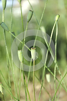 Closeup of green seed heads poppy in the field.Sunny day in the meadow, poppy seed boxes against green plants