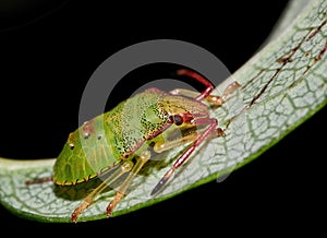 Closeup of green shield bug sitting on a green leaf