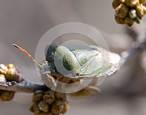 Closeup of a green shield bug on a tree branch.