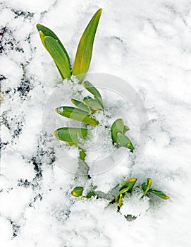 Daffodils sprouting during late Winter snowstorm