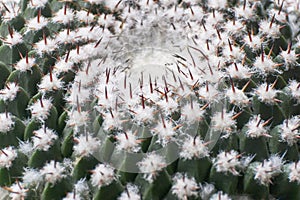 Closeup of green spherical cactus with white fluff and red thorns