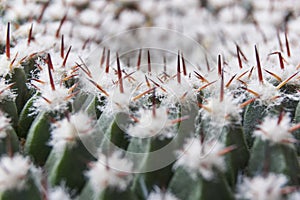 Closeup of green spherical cactus with white fluff and red thorns