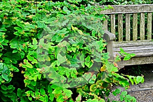 Closeup of green st John's wort (Hypericum androsaemum), Tutsan plant in the garden photo