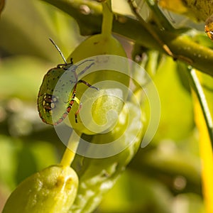 Closeup of green stink bug nymph