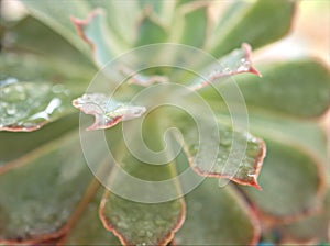 Closeup green succulent Echeveria elegans plants , cactus desert plant with water drops and blurred background