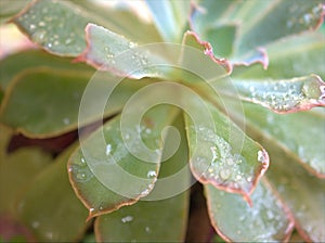 Closeup green succulent Echeveria elegans plants , cactus desert plant with water drops and blurred background
