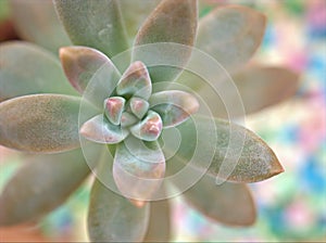Closeup green succulent plant with blurred background in garden