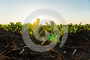 Closeup of green sugar beet sprouts planted in neat rows. Green young sugar beet plants growing from the soil.