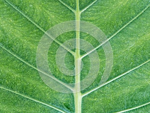 Closeup of the green taro leaf.