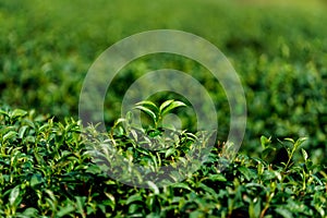 Closeup green tea fresh leaves in plantation