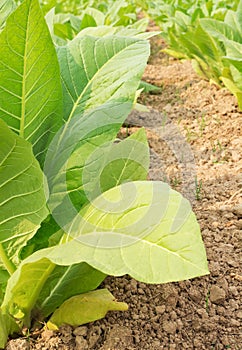 Closeup of green tobacco field,agricultural concpet.