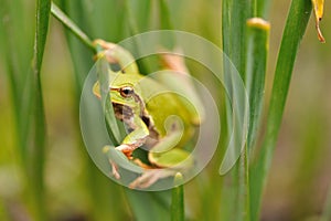 Closeup green tree frog