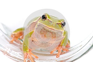 Closeup green tree frog