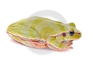 Closeup green tree frog