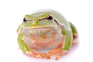 Closeup green tree frog