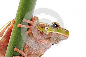 Closeup green tree frog