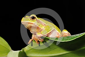 Closeup green tree frog