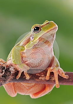Closeup green tree frog