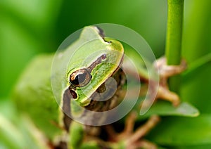 Closeup green tree frog